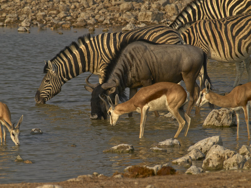 Okaukuejo, Zebra, Springbok, Gnu